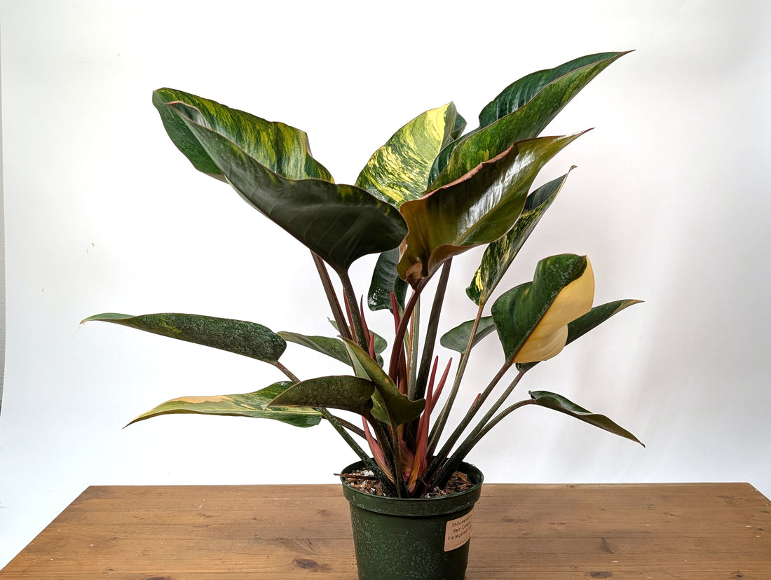 EXACT Philodendron Red Congo Variegated Plant 