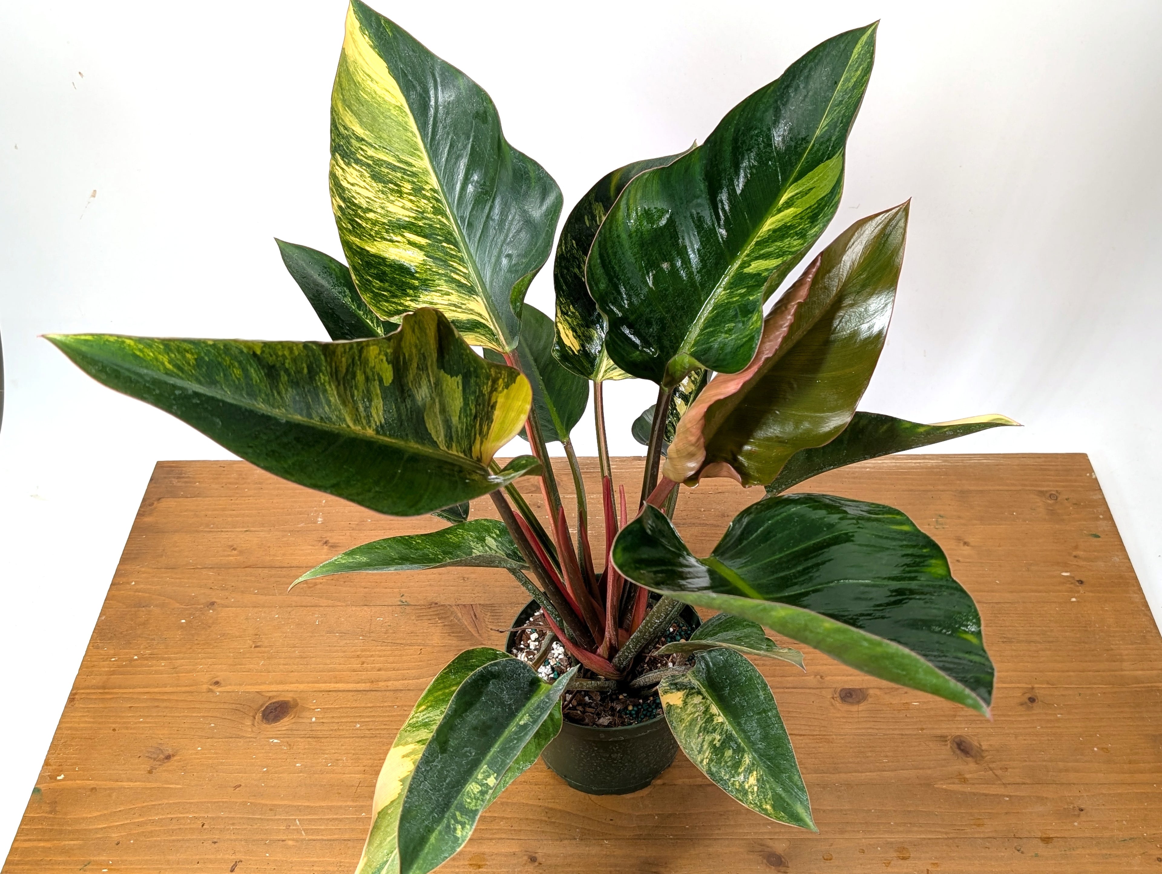 EXACT Philodendron Red Congo Variegated Plant 