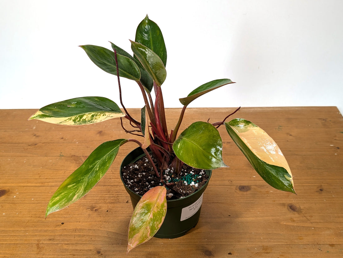 EXACT Philodendron Red Congo Variegated Plant 