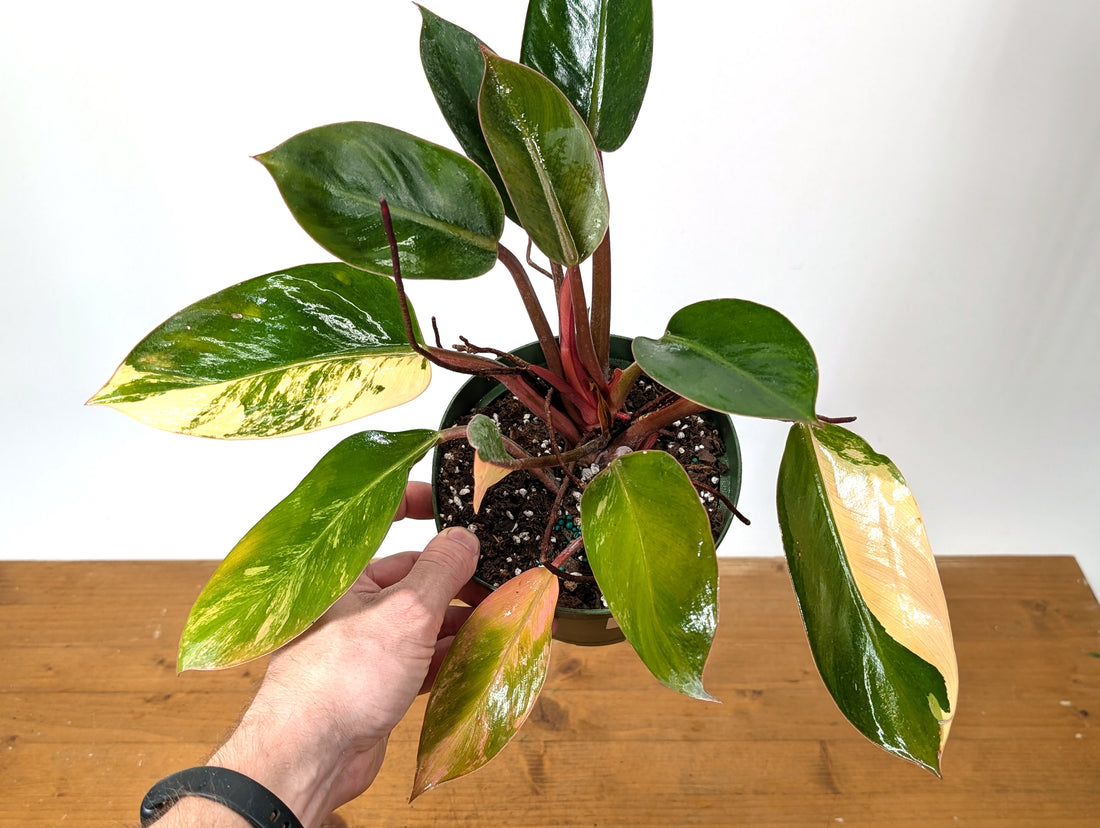 EXACT Philodendron Red Congo Variegated Plant 