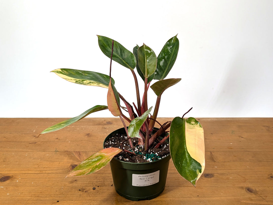 EXACT Philodendron Red Congo Variegated Plant 