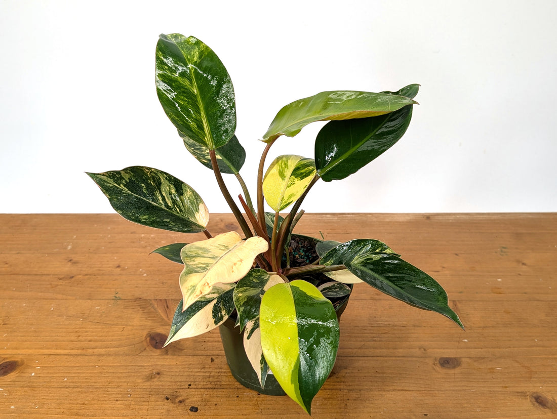 EXACT Philodendron Red Congo Variegated Plant 