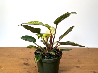 EXACT Philodendron Red Congo Variegated Plant 