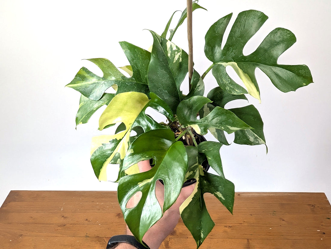 Rhaphidophora Tetrasperma Variegated - Exact Plant 