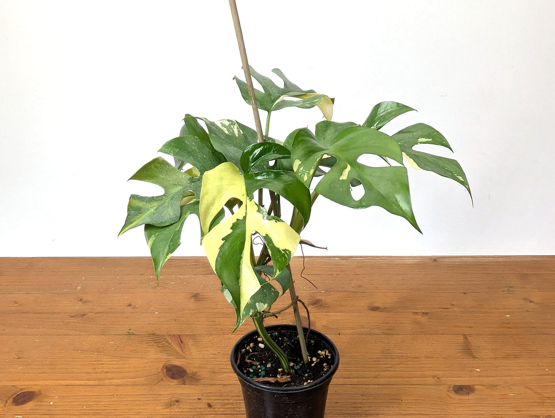 Rhaphidophora Tetrasperma Variegated - Exact Plant 