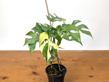 Rhaphidophora Tetrasperma Variegated - Exact Plant 