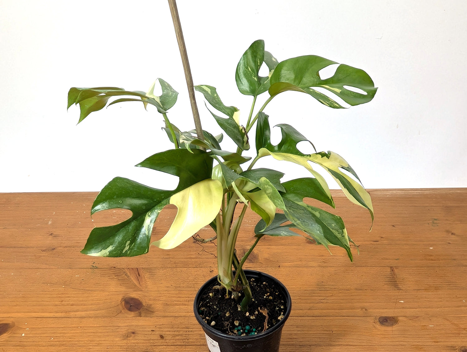Rhaphidophora Tetrasperma Variegated - Exact Plant 