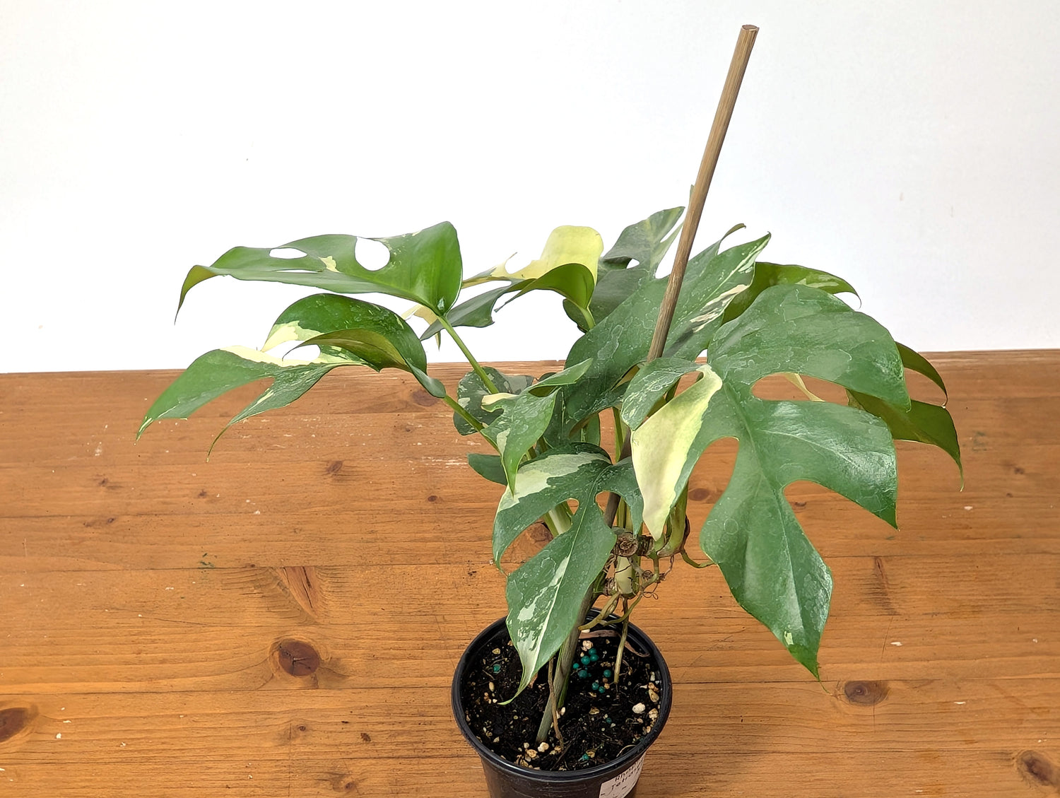 Rhaphidophora Tetrasperma Variegated - Exact Plant 