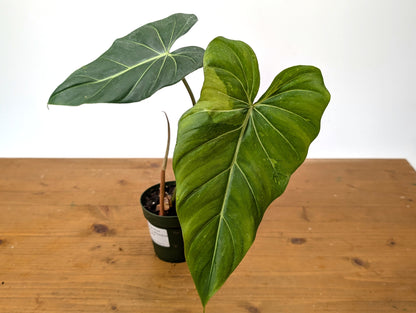 Philodendron Gloriosum x Maximum Variegated EXACT Plant 4 Inch Pot - One of a Kind 