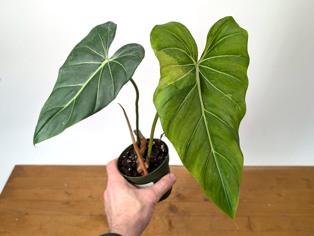 Philodendron Gloriosum x Maximum Variegated EXACT Plant 4 Inch Pot - One of a Kind 