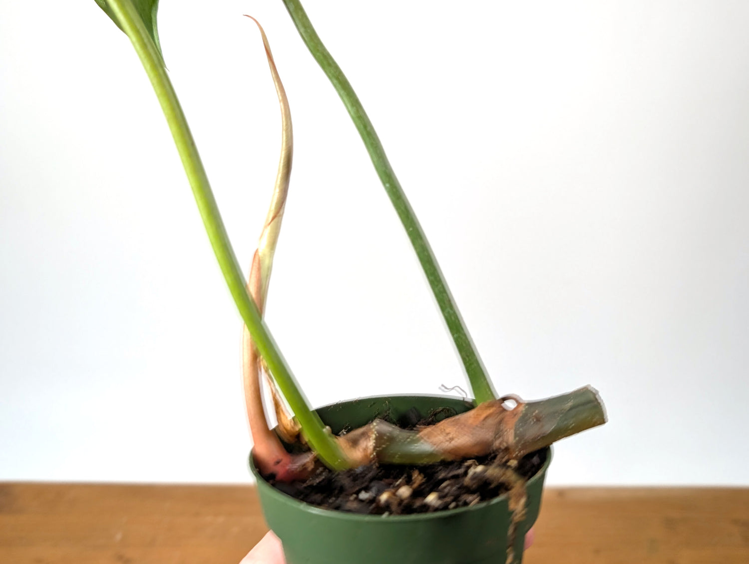 Philodendron Gloriosum x Maximum Variegated EXACT Plant 4 Inch Pot - One of a Kind 