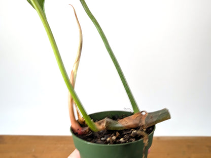 Philodendron Gloriosum x Maximum Variegated EXACT Plant 4 Inch Pot - One of a Kind 