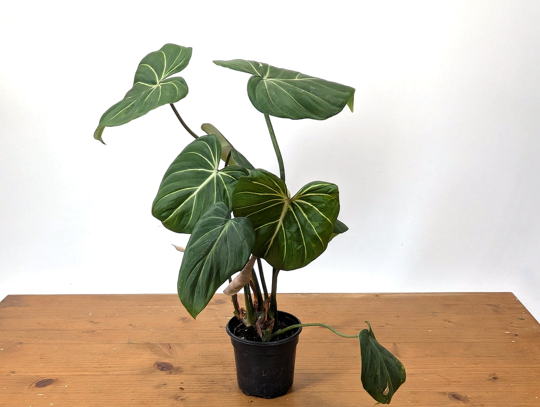 EXACT Philodendron Gloriosum Variegated Multiple Growth Points - 4 Inch Pot - 