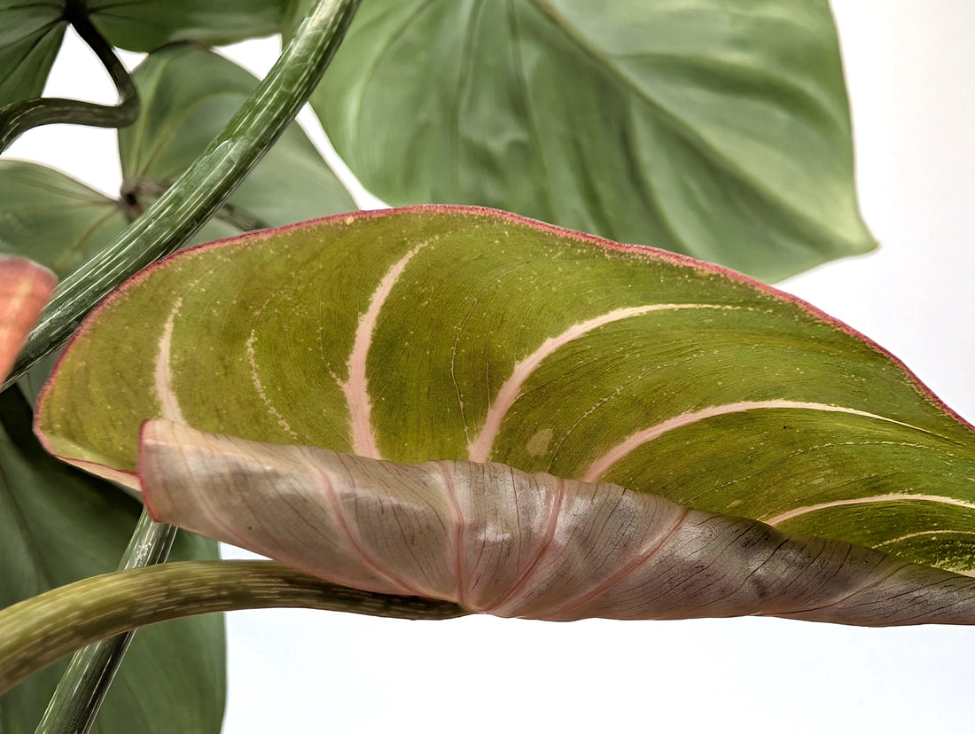 EXACT Philodendron Gloriosum Variegated Multiple Growth Points - 4 Inch Pot - 