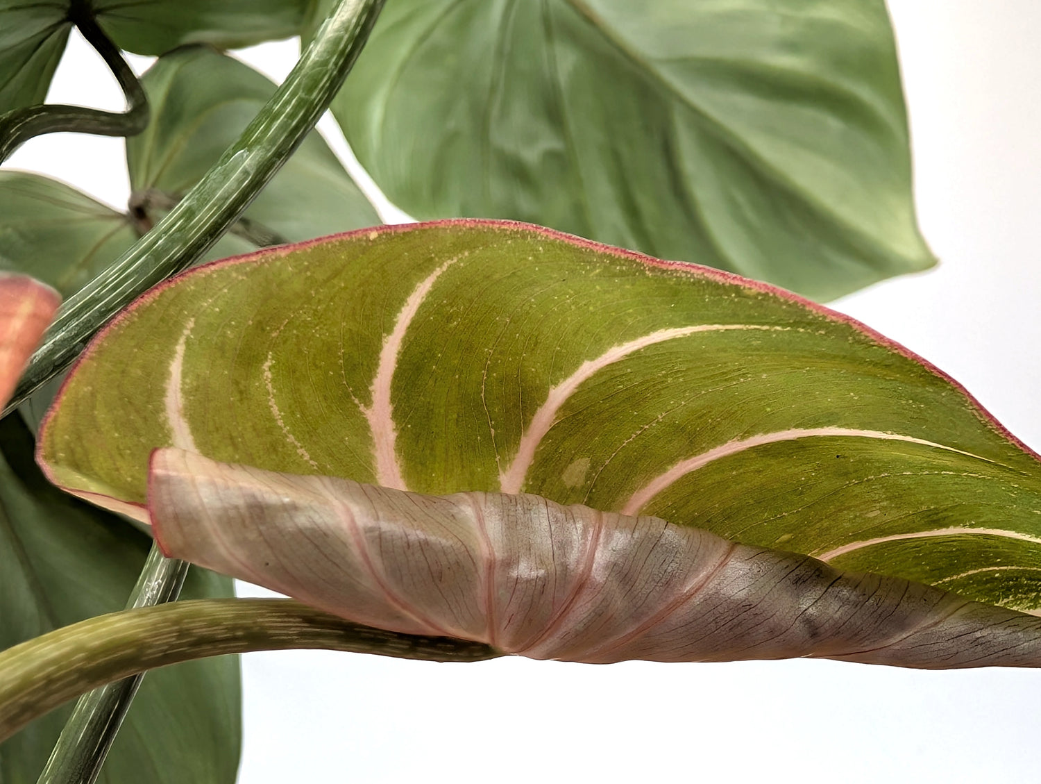 EXACT Philodendron Gloriosum Variegated Multiple Growth Points - 4 Inch Pot - 