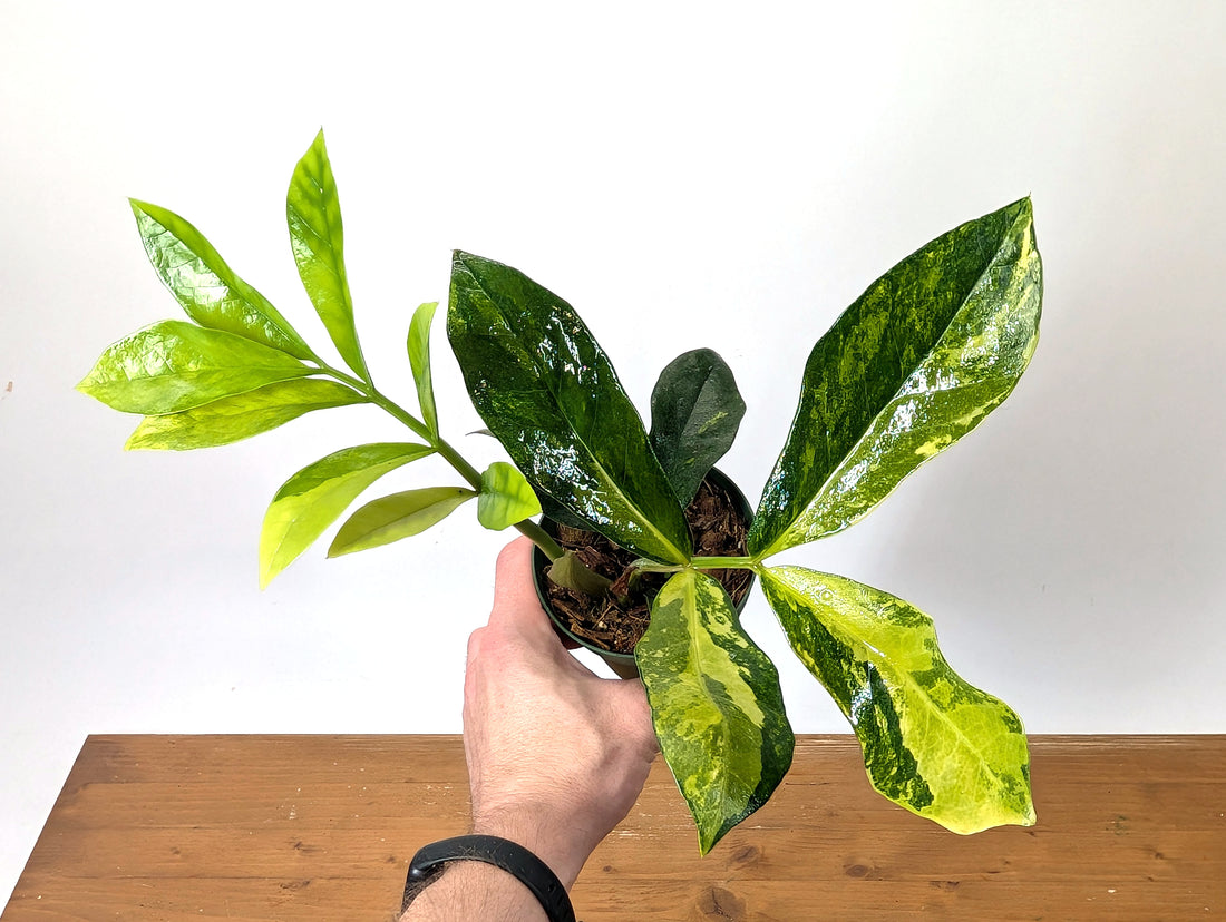 Variegated ZZ Plant Zamioculcas zamiifolia