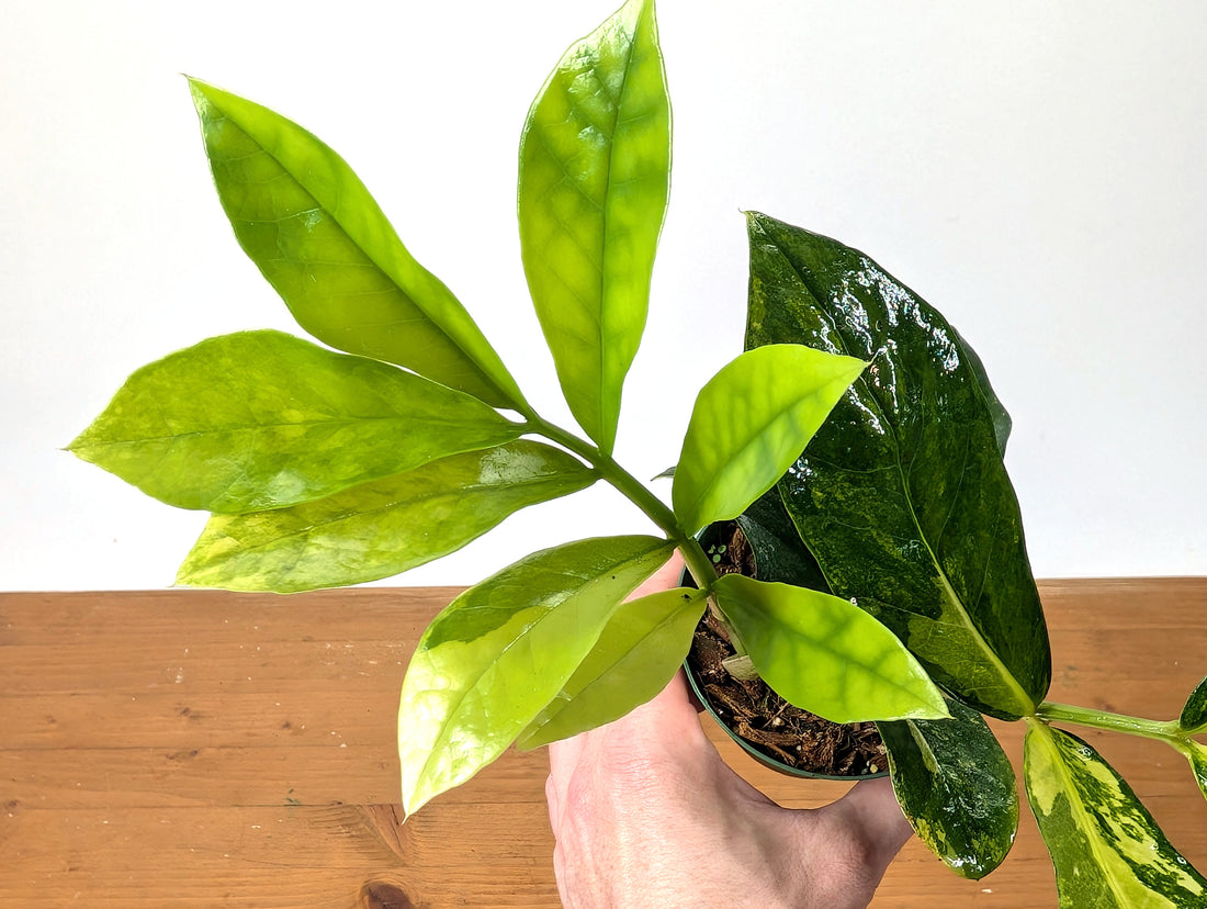 Variegated ZZ Plant Zamioculcas zamiifolia