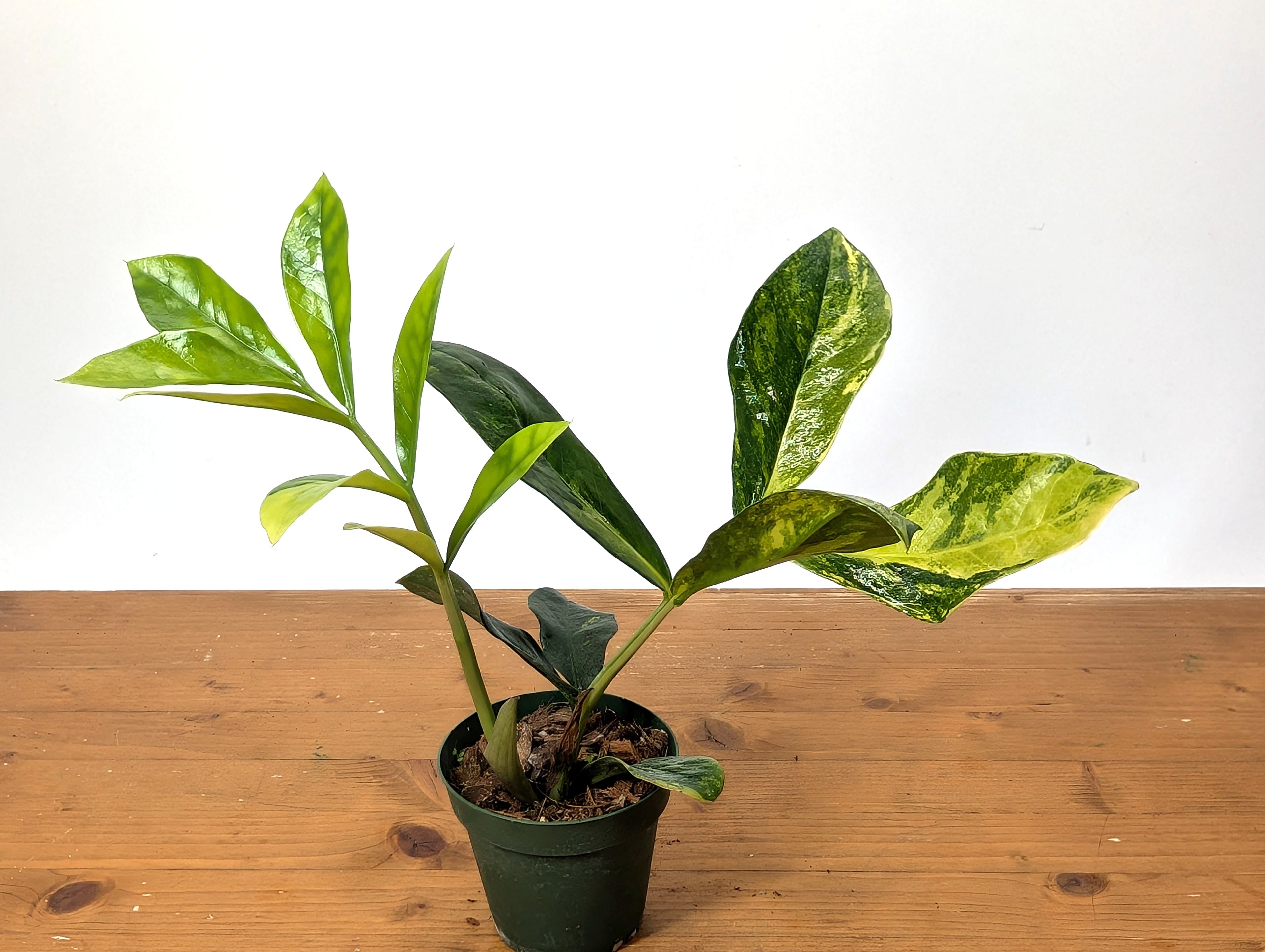 Variegated ZZ Plant Zamioculcas zamiifolia