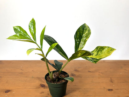 Variegated ZZ Plant Zamioculcas zamiifolia