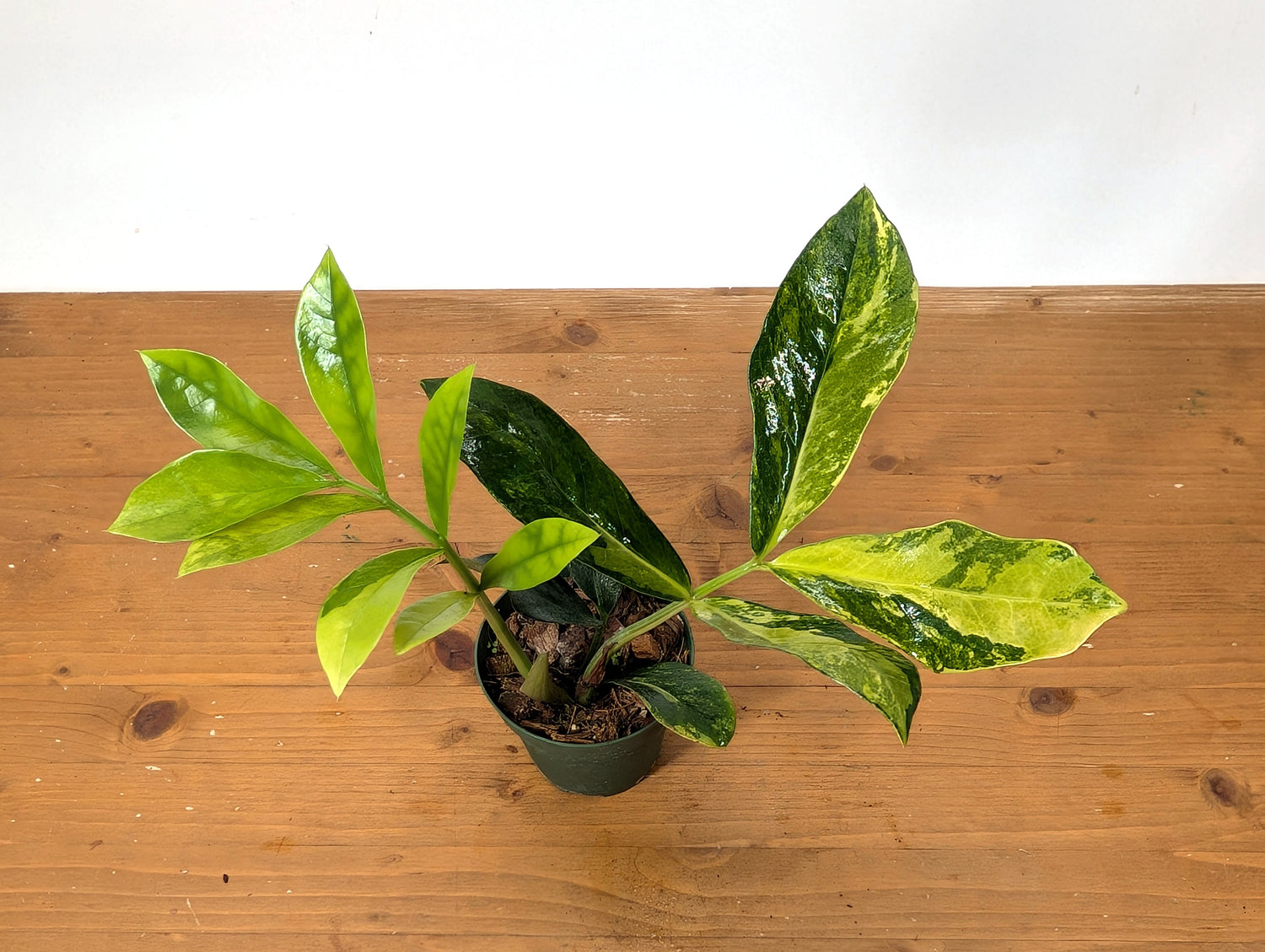 Variegated ZZ Plant Zamioculcas zamiifolia