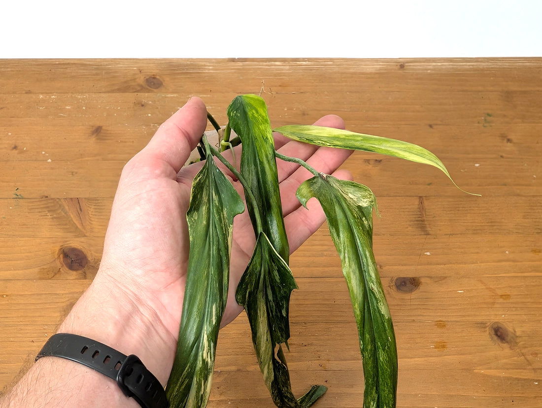 Variegated Philodendron Paloraense - Exact Plant 