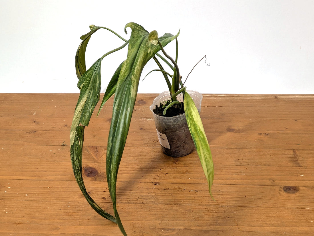 Variegated Philodendron Paloraense - Exact Plant 