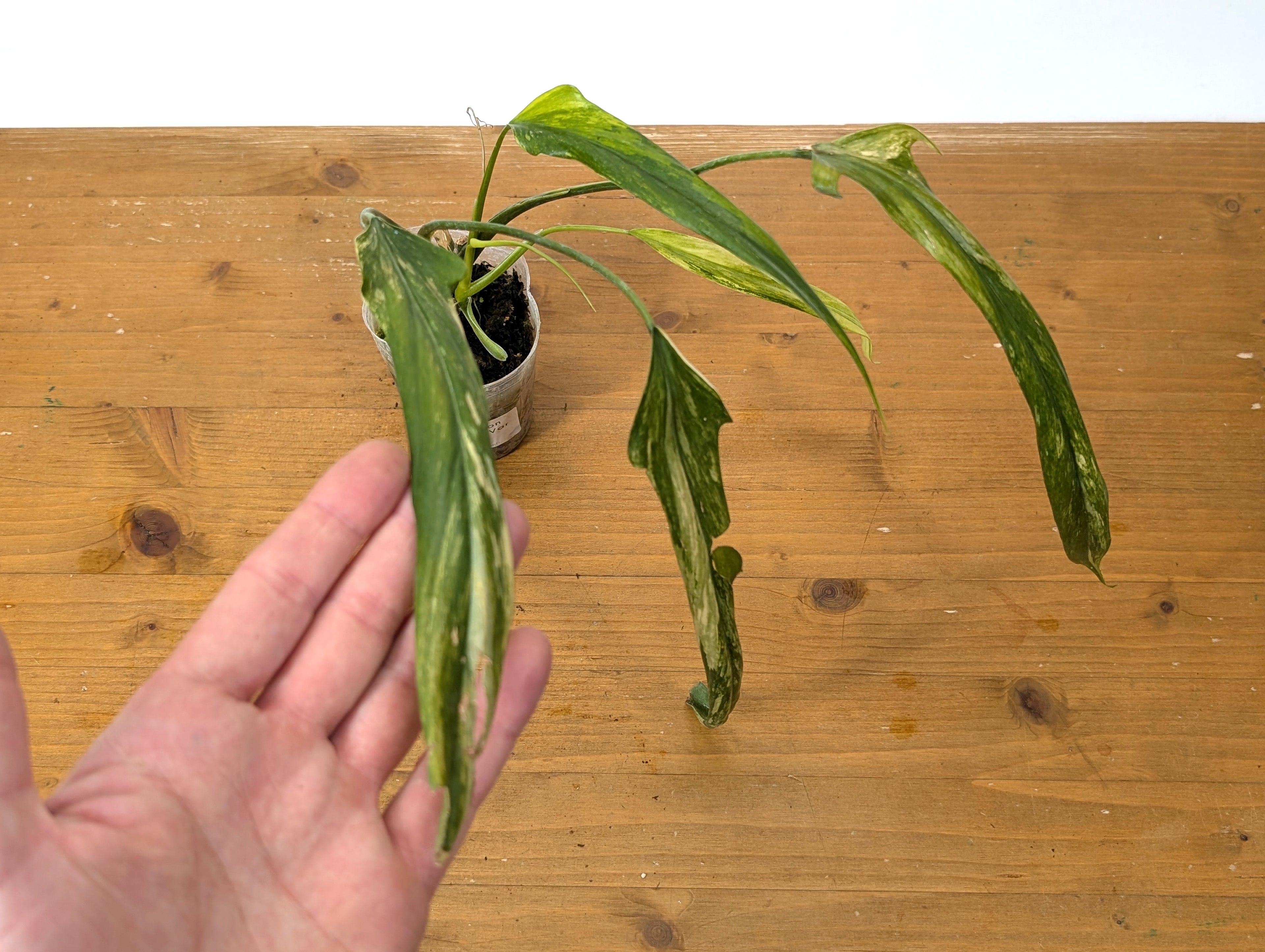 Variegated Philodendron Paloraense - Exact Plant 