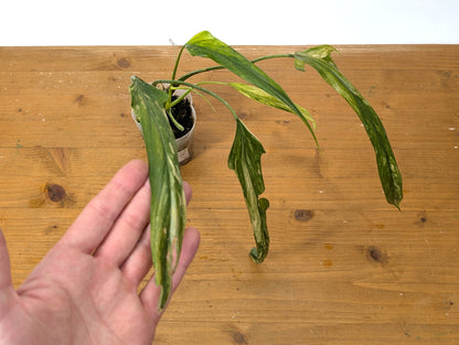 Variegated Philodendron Paloraense - Exact Plant 