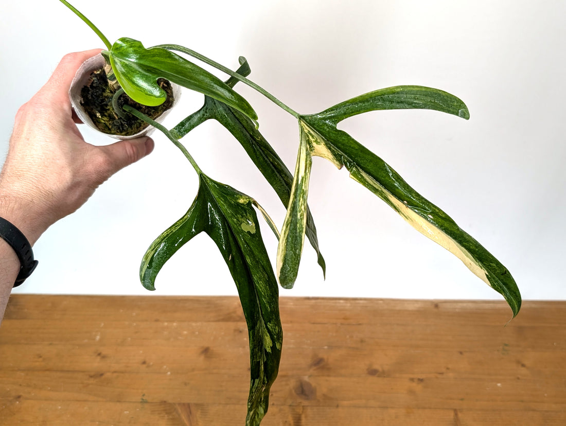 Variegated Philodendron Paloraense - 4 leaves 