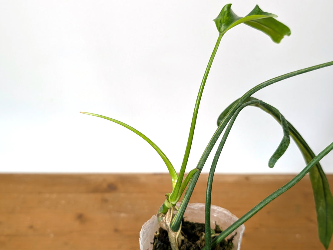 Variegated Philodendron Paloraense - 4 leaves 