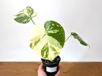 Monstera Thai Constellation Exact Plant HIGH COLOR 