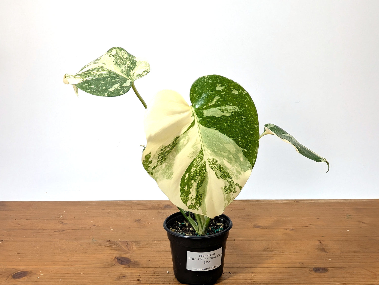 Monstera Thai Constellation Exact Plant HIGH COLOR 