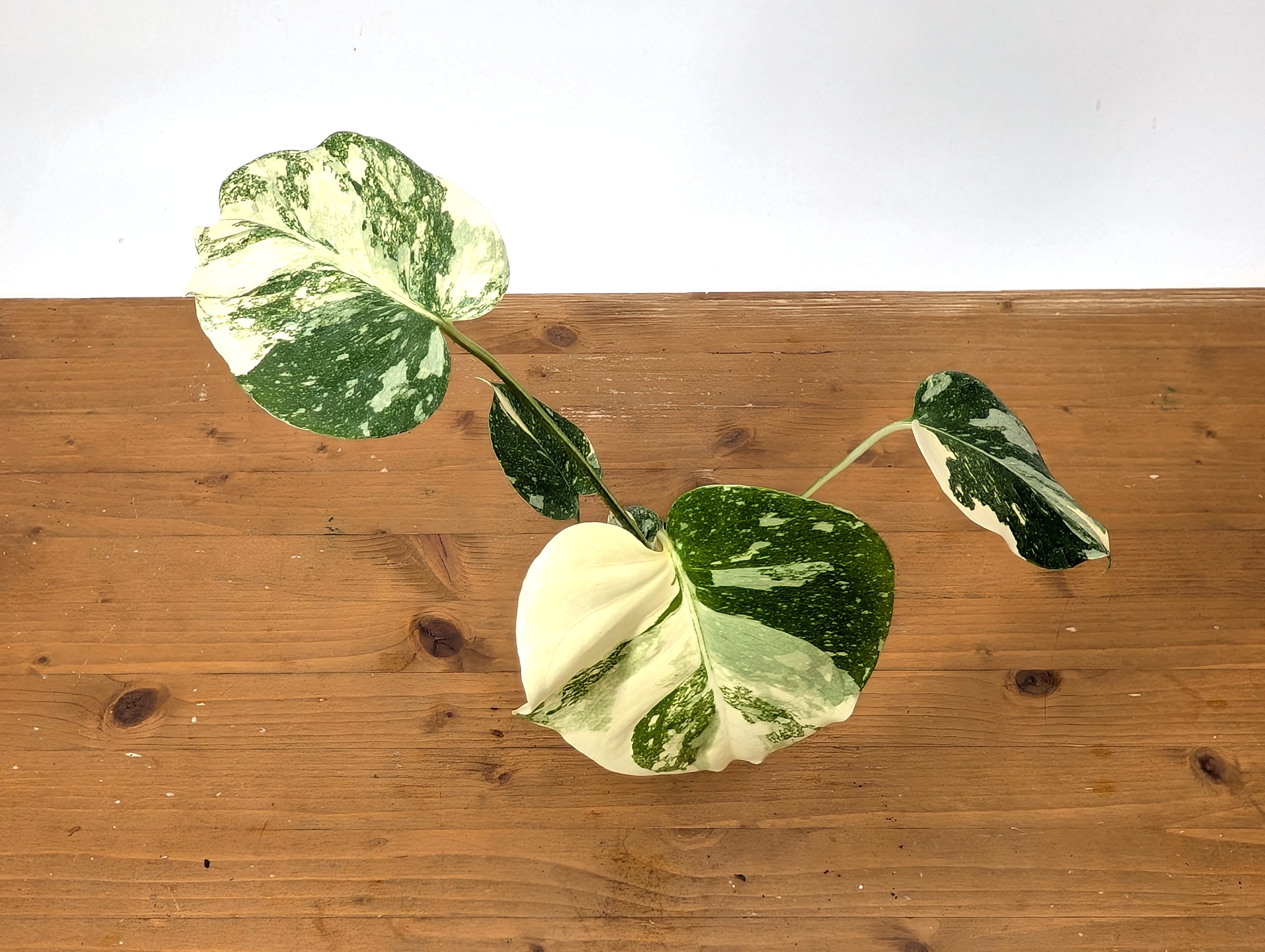 Monstera Thai Constellation Exact Plant HIGH COLOR 