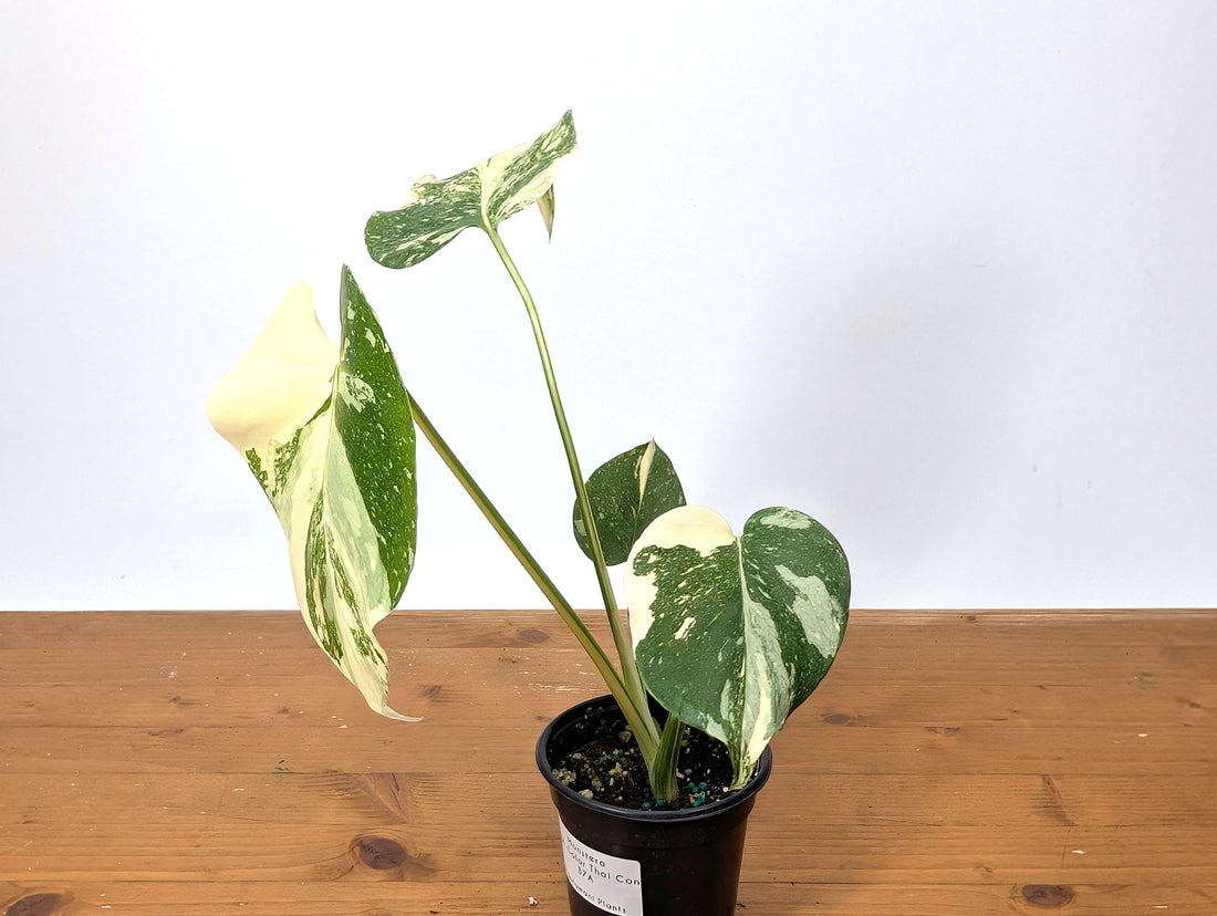 Monstera Thai Constellation Exact Plant HIGH COLOR 