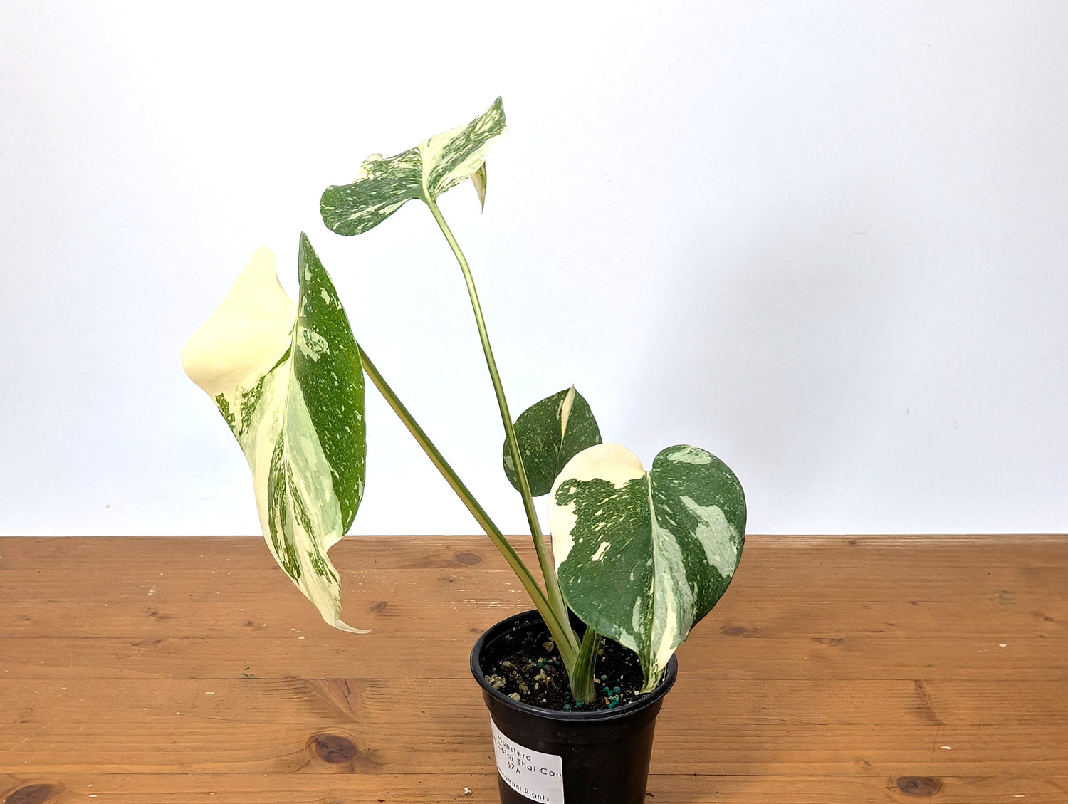 Monstera Thai Constellation Exact Plant HIGH COLOR 