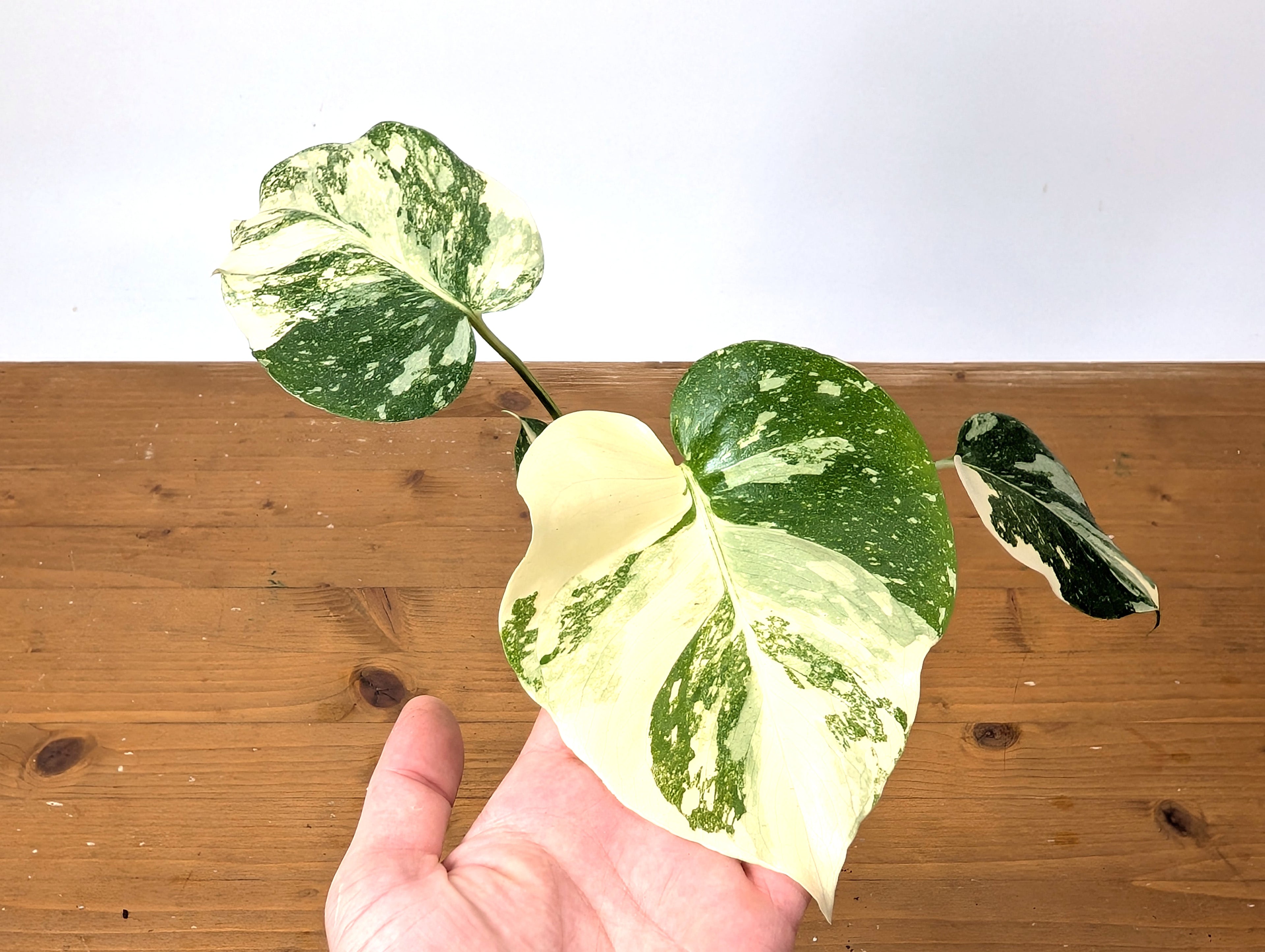 Monstera Thai Constellation Exact Plant HIGH COLOR 