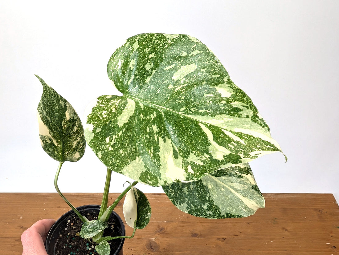 Monstera Thai Constellation Creme Brulee Exact Plant 