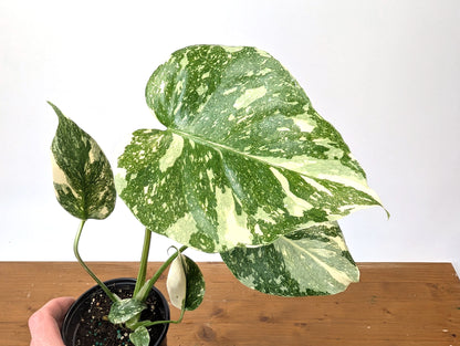 Monstera Thai Constellation Creme Brulee Exact Plant 