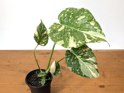 Monstera Thai Constellation Creme Brulee Exact Plant 