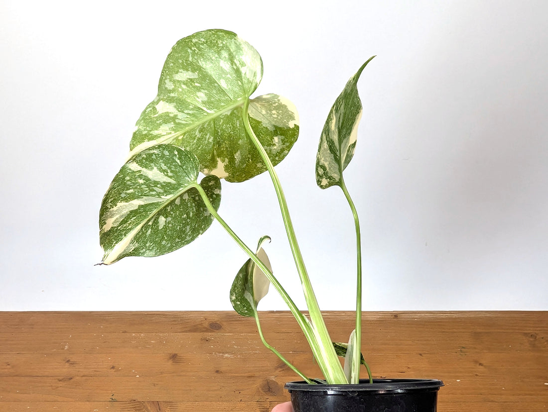 Monstera Thai Constellation Creme Brulee Exact Plant 