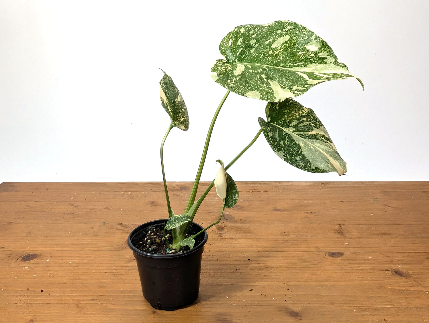 Monstera Thai Constellation Creme Brulee Exact Plant 