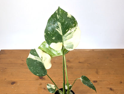 Monstera Thai Constellation - High Color