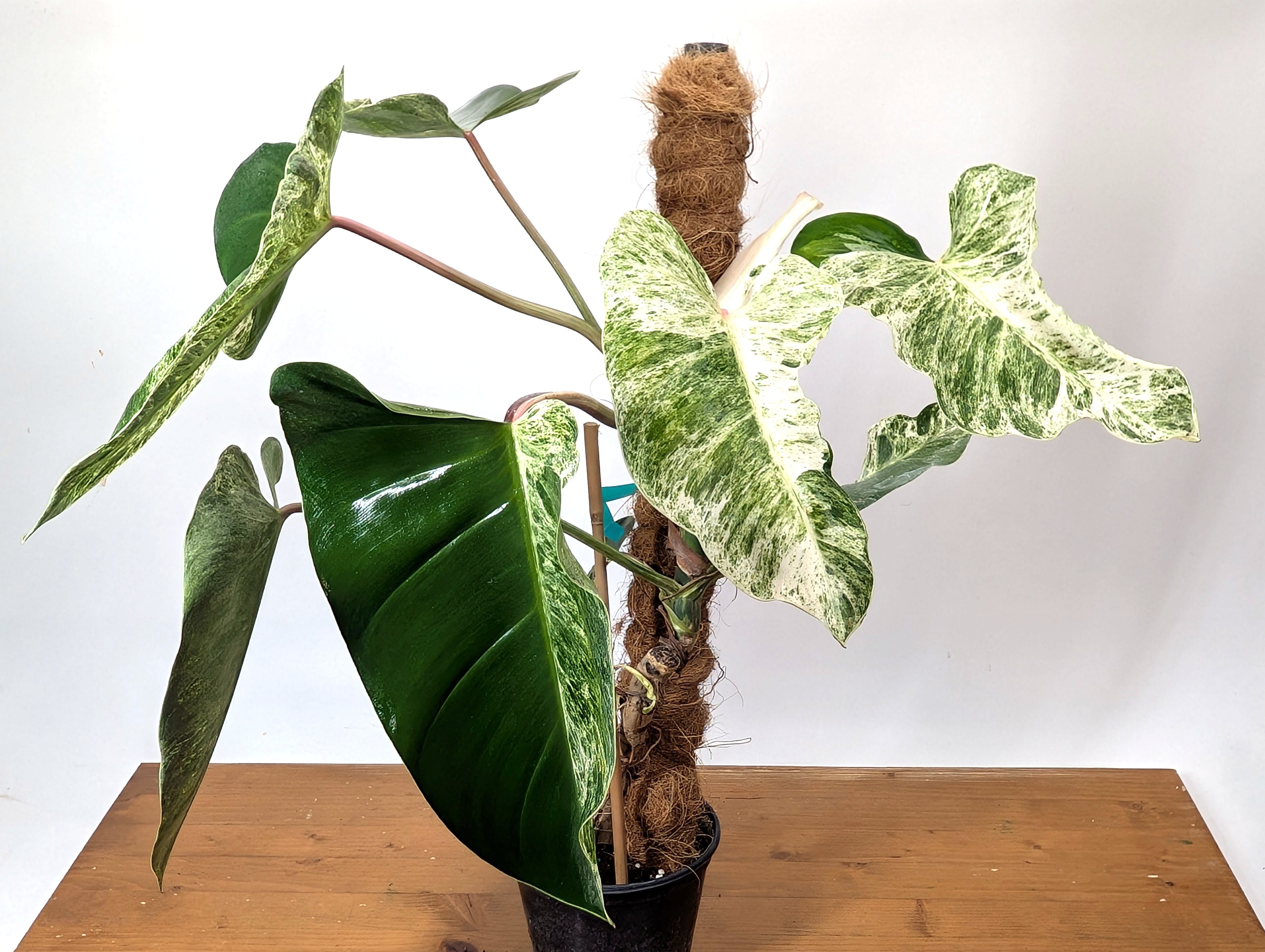 EXACT Philodendron Ilsemanii Phillipines &quot;Emerald Ice&quot;Variegated - Plant 05A