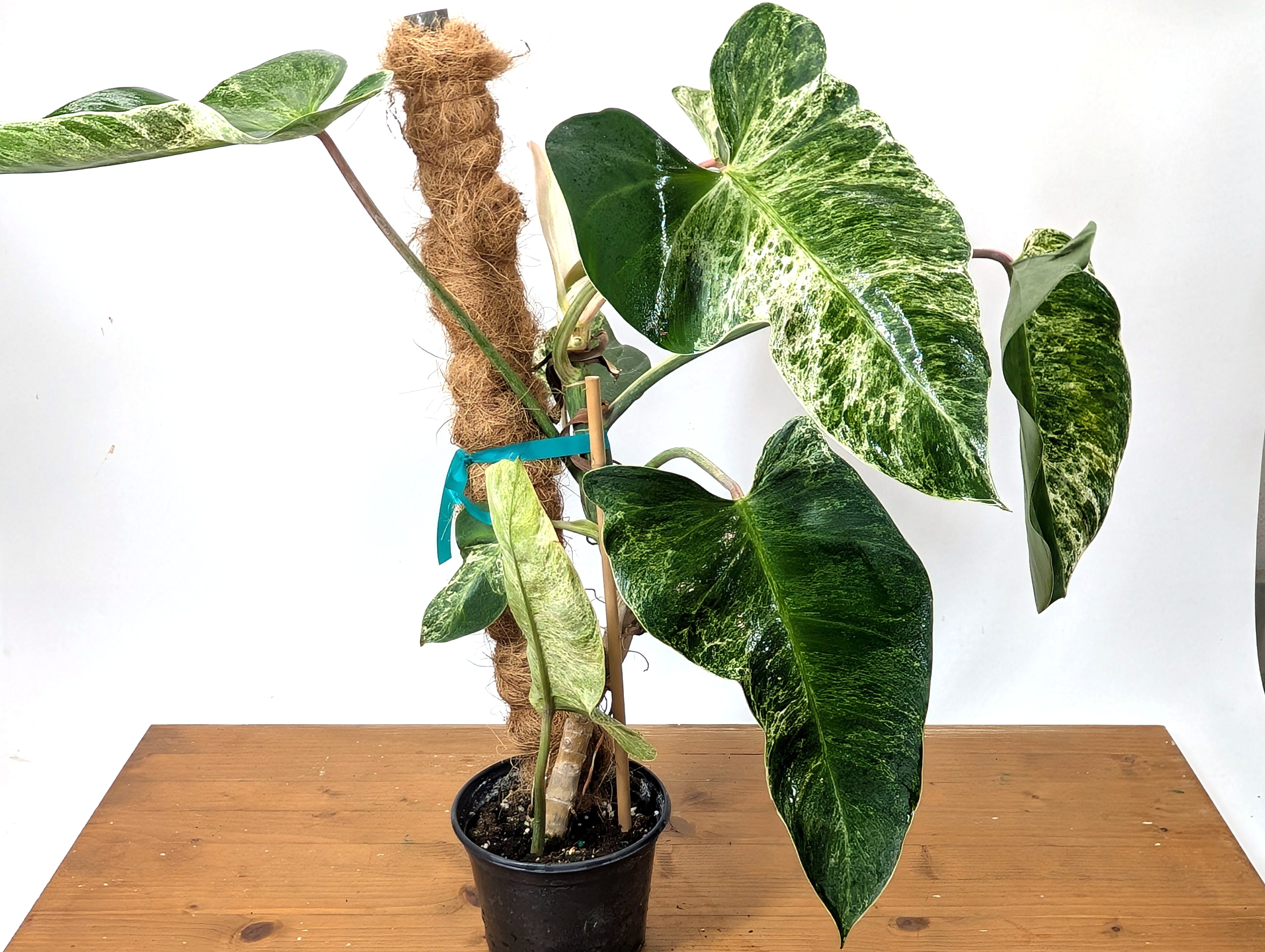 EXACT Philodendron Ilsemanii Phillipines &quot;Emerald Ice&quot;Variegated - Plant 05A
