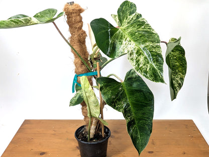 EXACT Philodendron Ilsemanii Phillipines &quot;Emerald Ice&quot;Variegated - Plant 05A