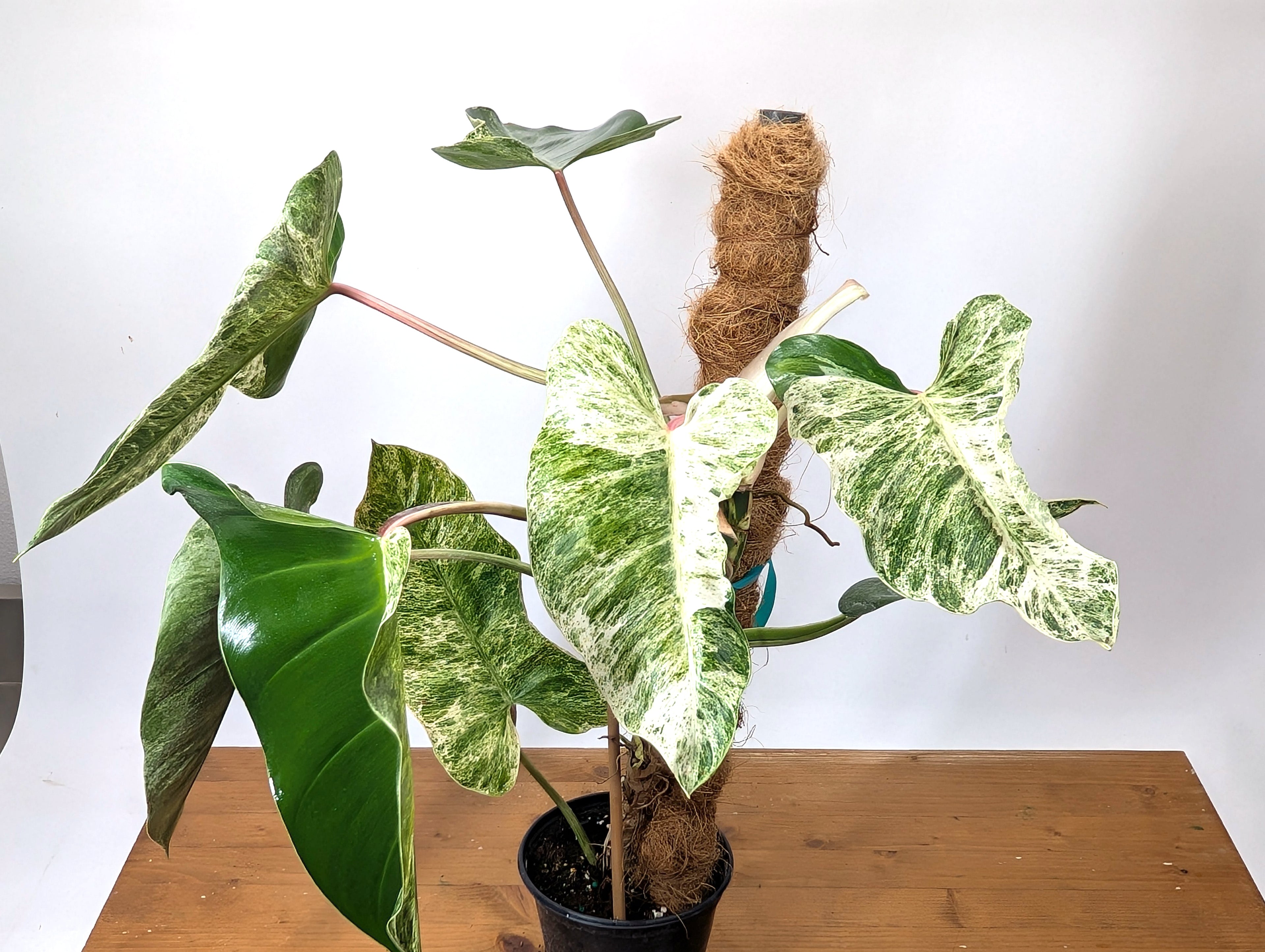 EXACT Philodendron Ilsemanii Phillipines &quot;Emerald Ice&quot;Variegated - Plant 05A