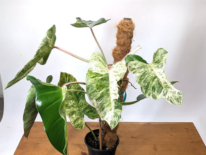 EXACT Philodendron Ilsemanii Phillipines &quot;Emerald Ice&quot;Variegated - Plant 05A