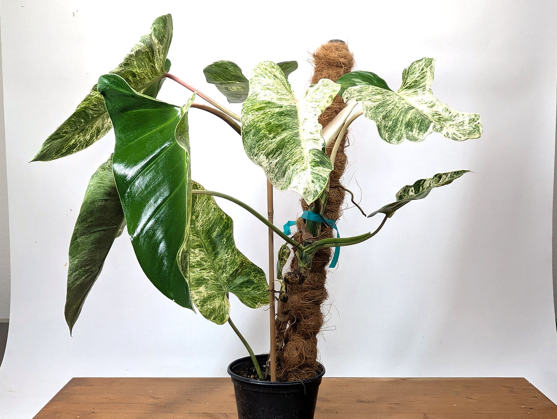 EXACT Philodendron Ilsemanii Phillipines &quot;Emerald Ice&quot;Variegated - Plant 05A