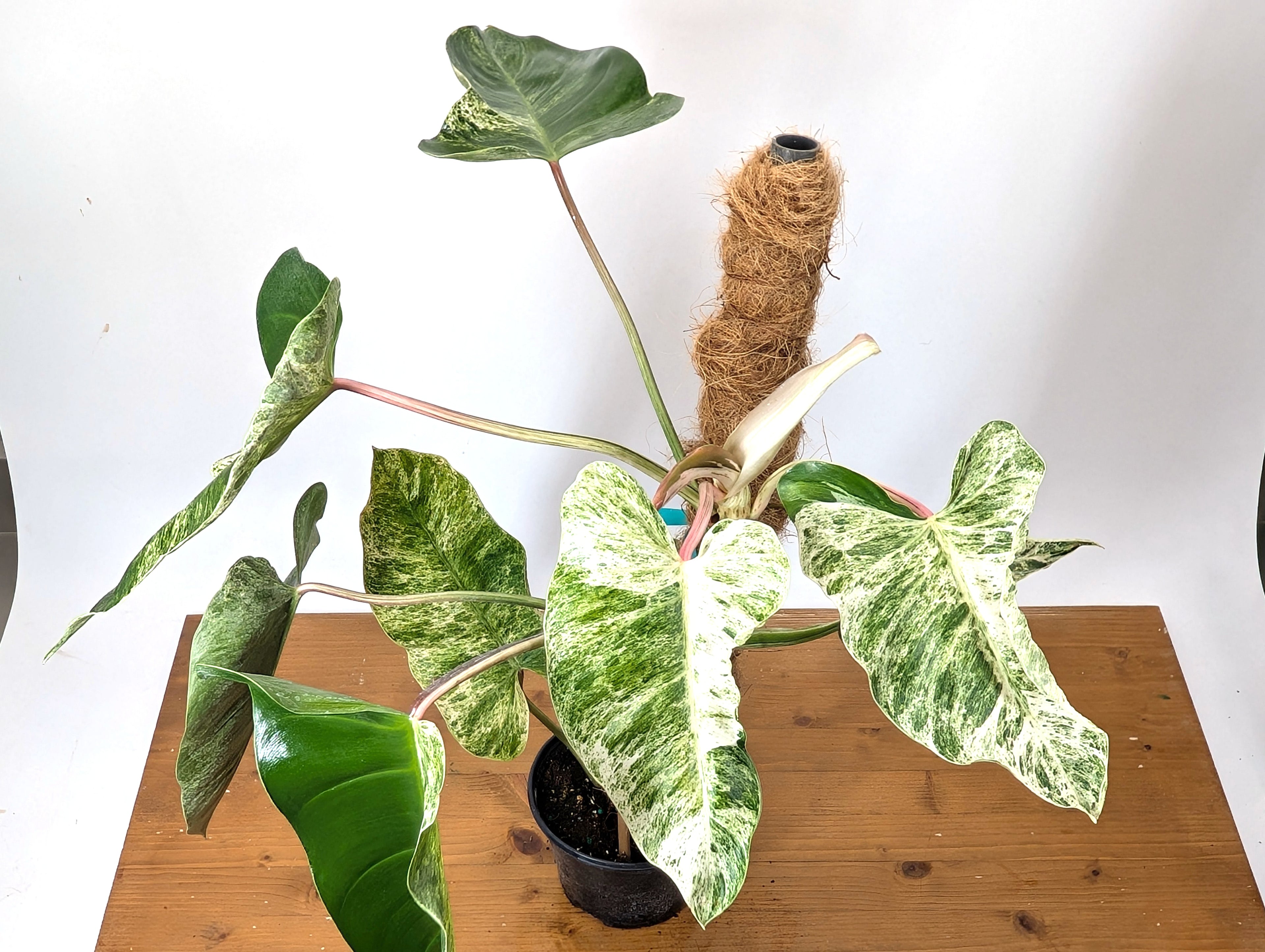 EXACT Philodendron Ilsemanii Phillipines &quot;Emerald Ice&quot;Variegated - Plant 05A