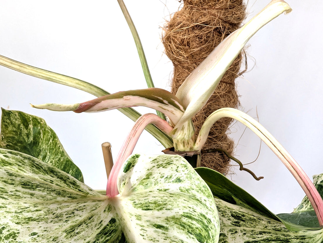 EXACT Philodendron Ilsemanii Phillipines &quot;Emerald Ice&quot;Variegated - Plant 05A